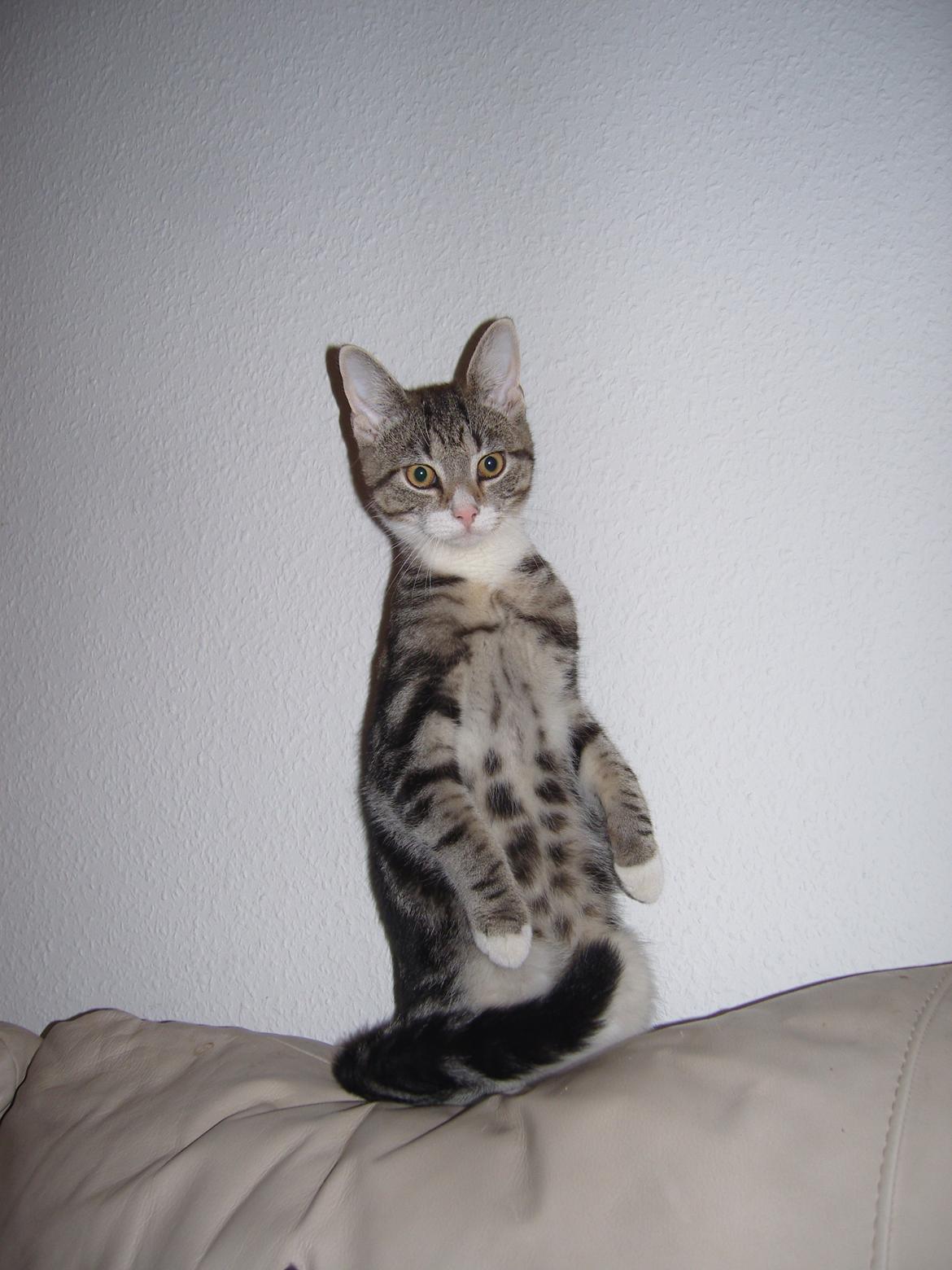 Huskat Zimba billede 5