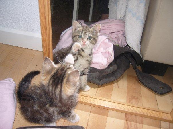 Huskat Zimba billede 2