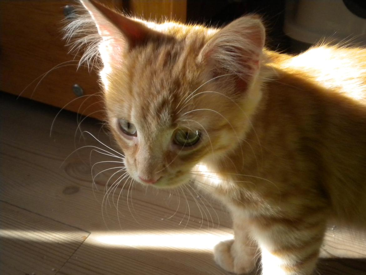 Blanding af racer Tabitha billede 3