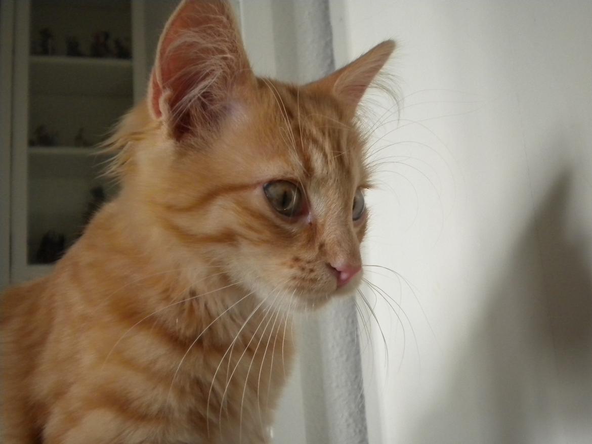 Blanding af racer Tabitha billede 4