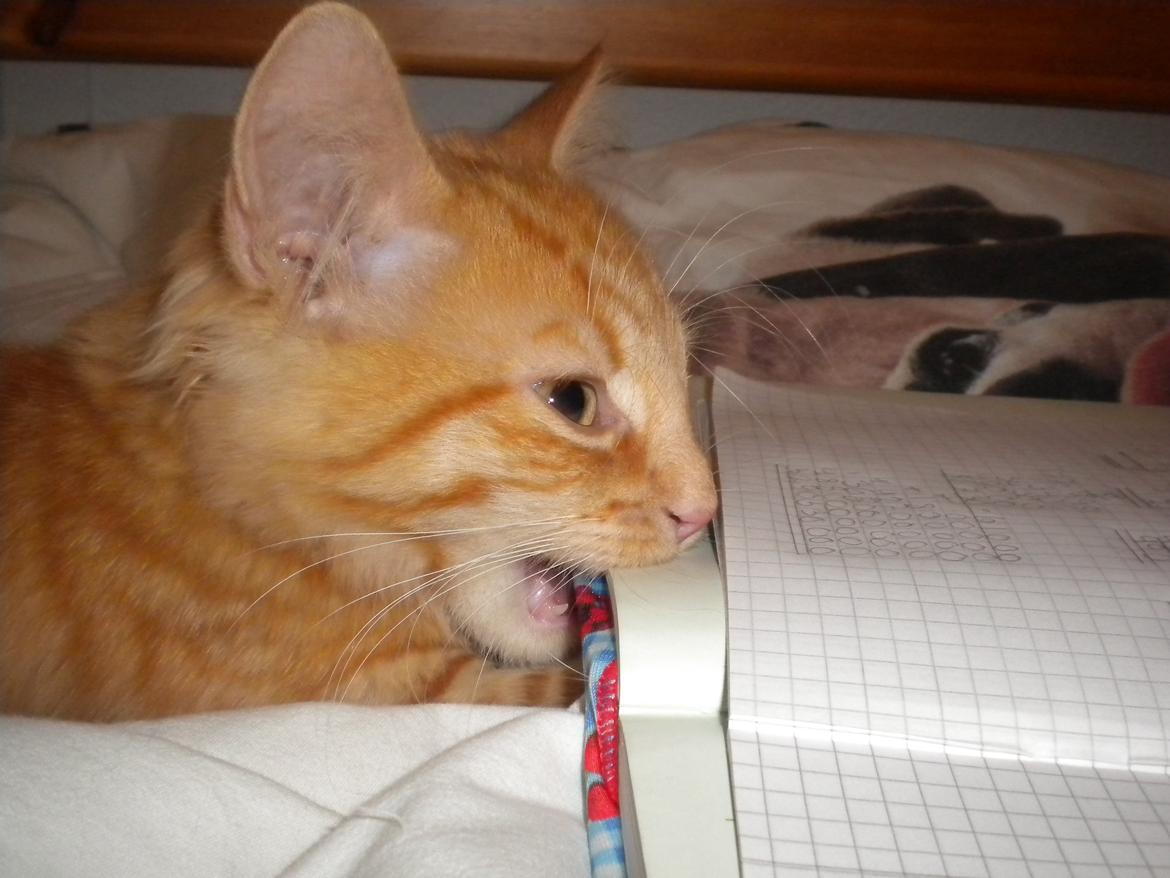 Blanding af racer Tabitha billede 5