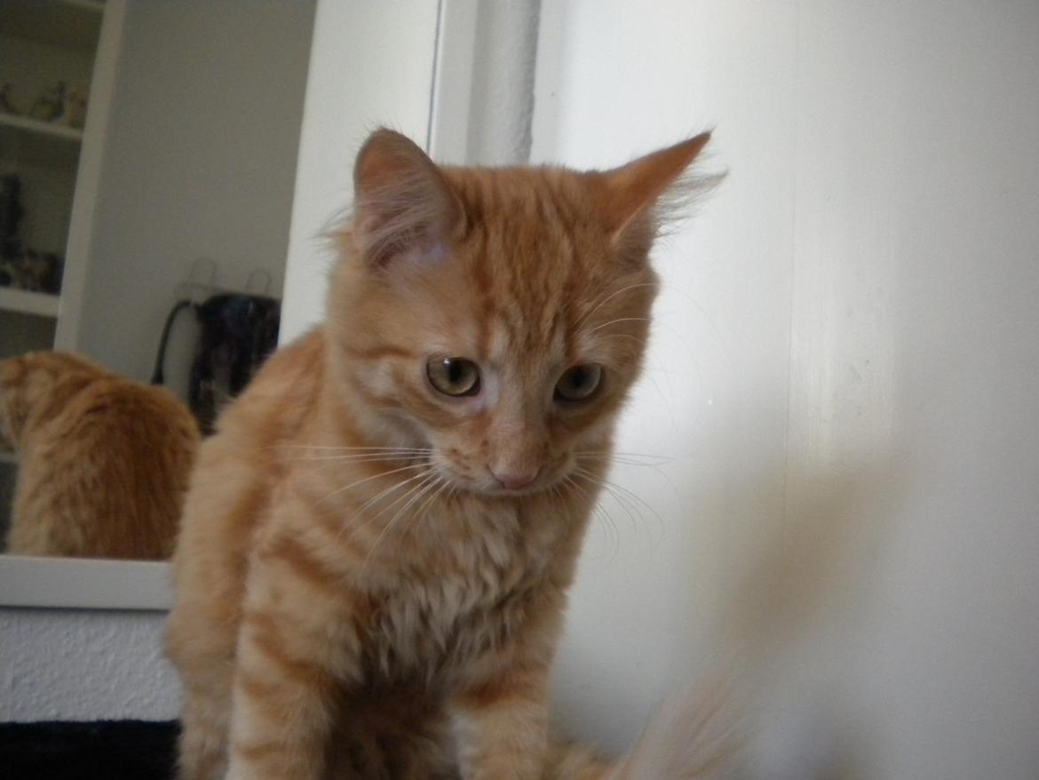 Blanding af racer Tabitha billede 7