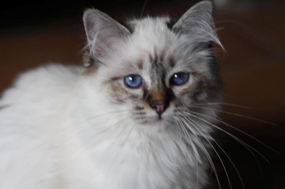 Hellig Birma Lilly (D´Lies Tommelise) billede 22