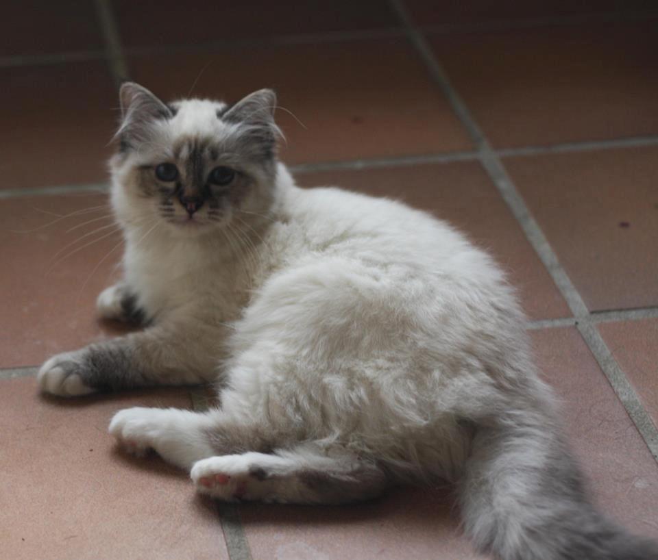 Hellig Birma Lilly (D´Lies Tommelise) billede 23