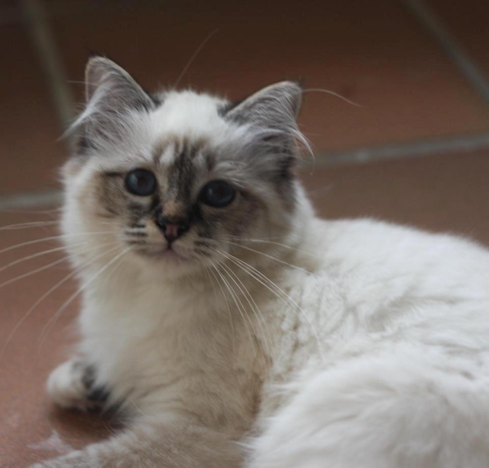 Hellig Birma Lilly (D´Lies Tommelise) billede 24