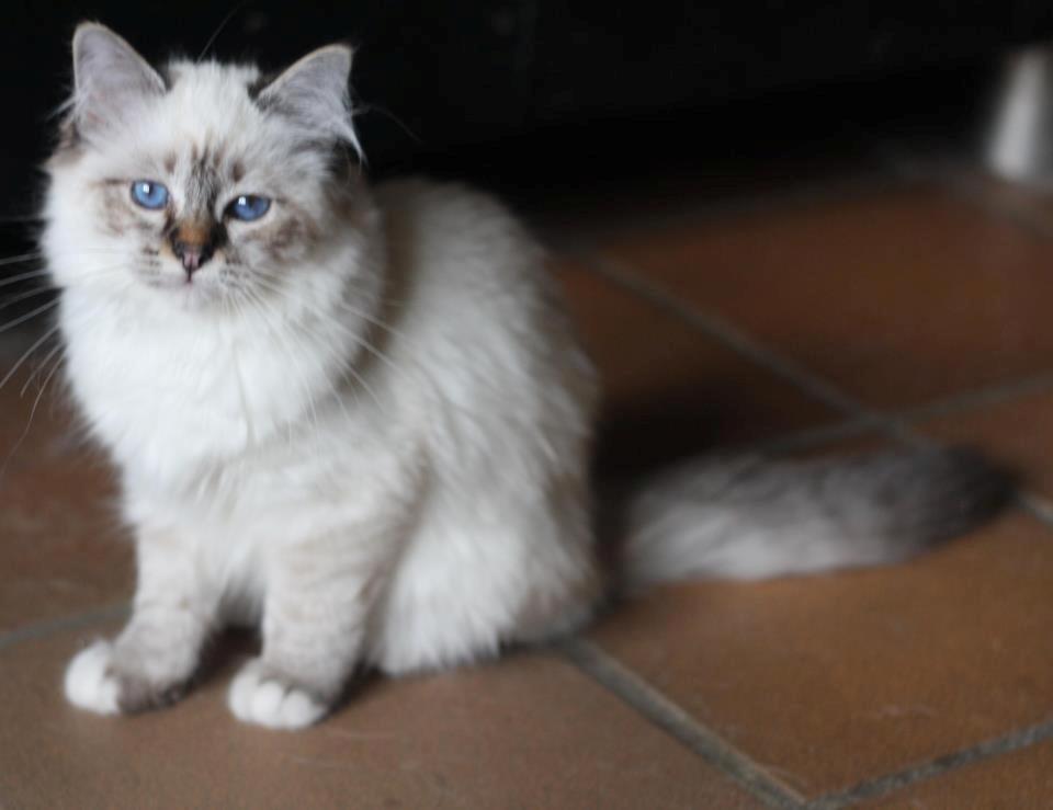 Hellig Birma Lilly (D´Lies Tommelise) billede 21