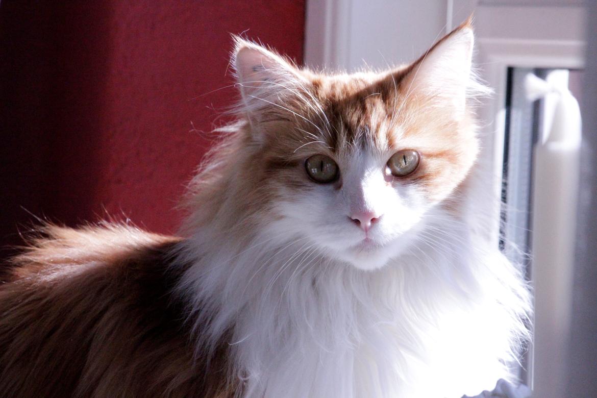 Huskat Chili billede 14