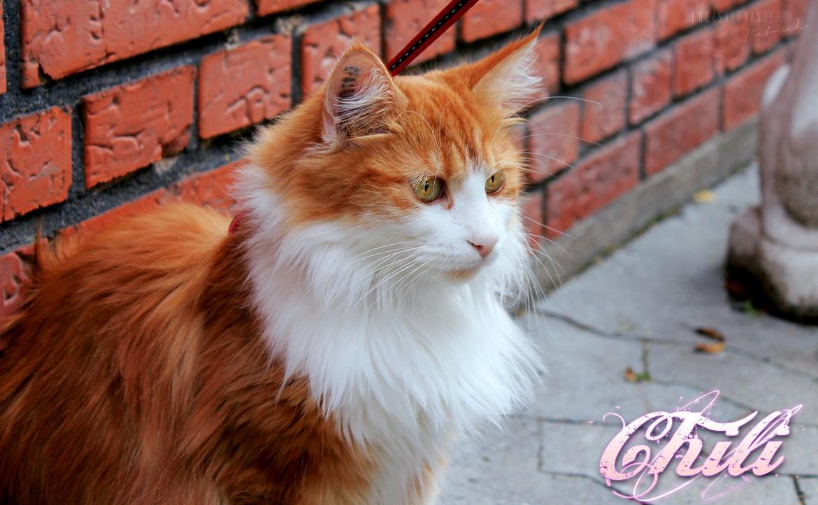 Huskat Chili billede 15