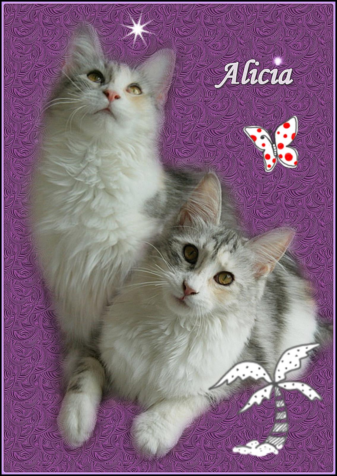 Maine Coon Laurvangs Alisia billede 15
