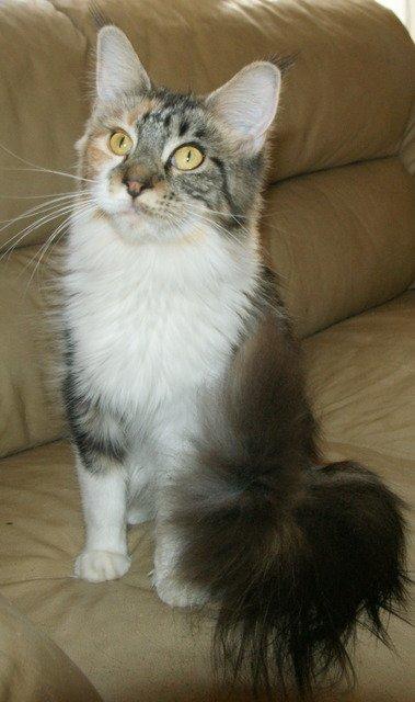 Maine Coon Laurvangs Chili billede 1