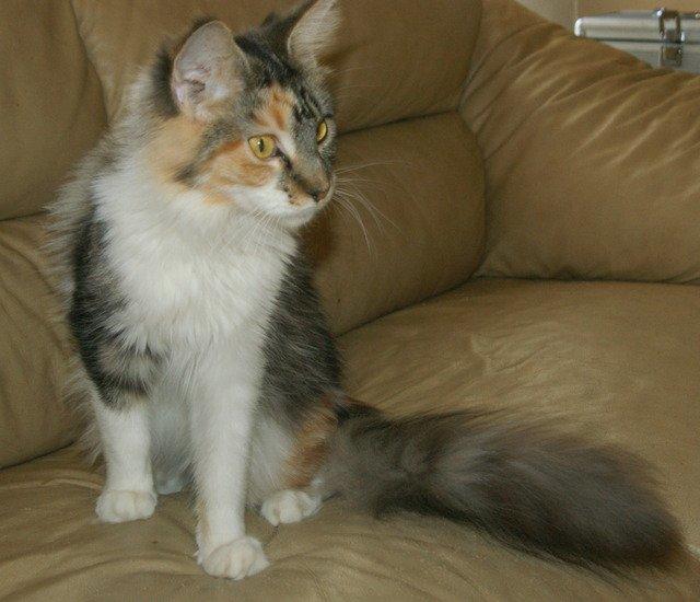 Maine Coon Laurvangs Chili billede 4