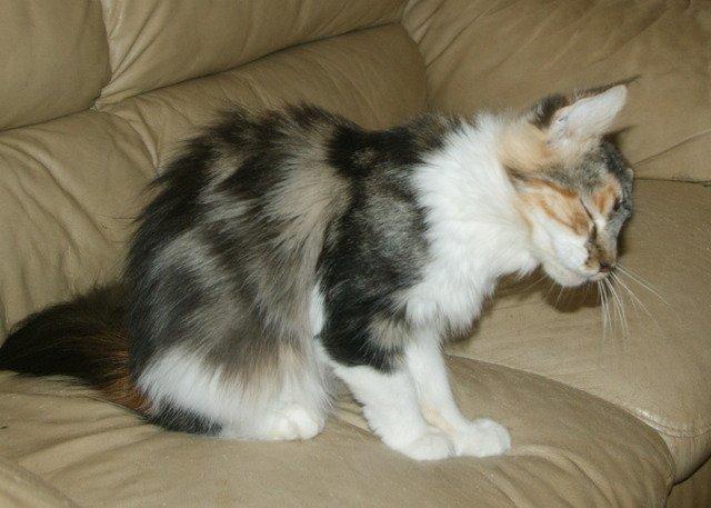 Maine Coon Laurvangs Chili billede 7