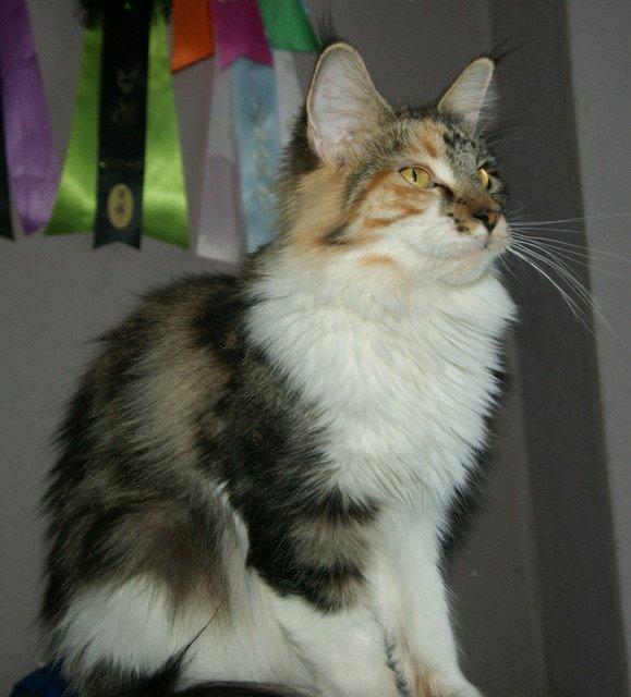 Maine Coon Laurvangs Chili billede 11