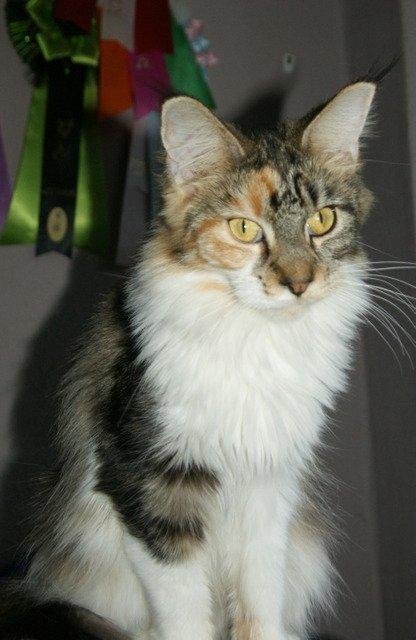 Maine Coon Laurvangs Chili billede 13