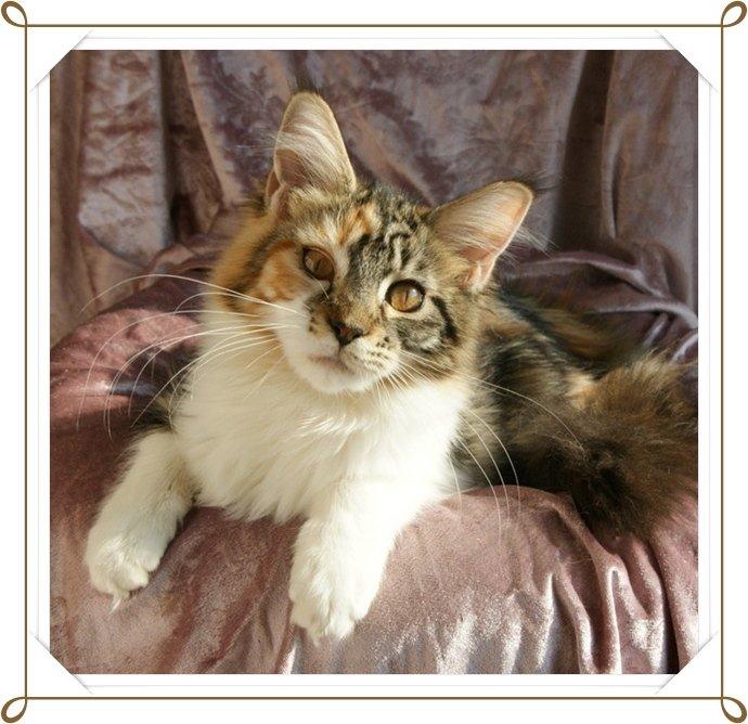 Maine Coon Laurvangs Chili billede 14