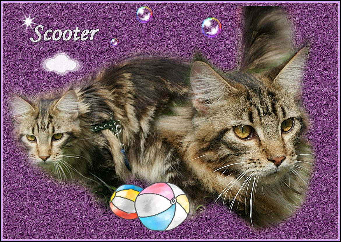 Maine Coon Lykkekatte Scooter billede 1