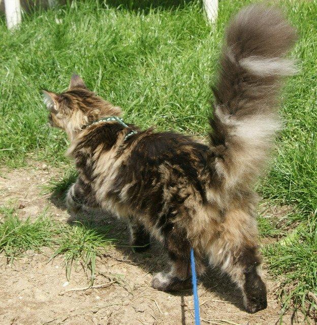 Maine Coon Lykkekatte Scooter billede 2