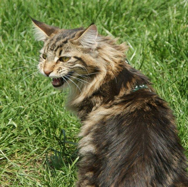 Maine Coon Lykkekatte Scooter billede 3