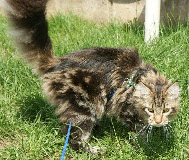 Maine Coon Lykkekatte Scooter billede 4