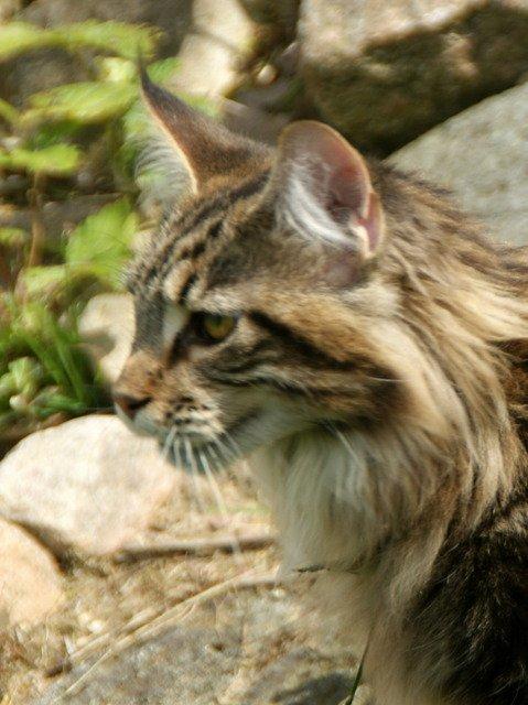 Maine Coon Lykkekatte Scooter billede 5