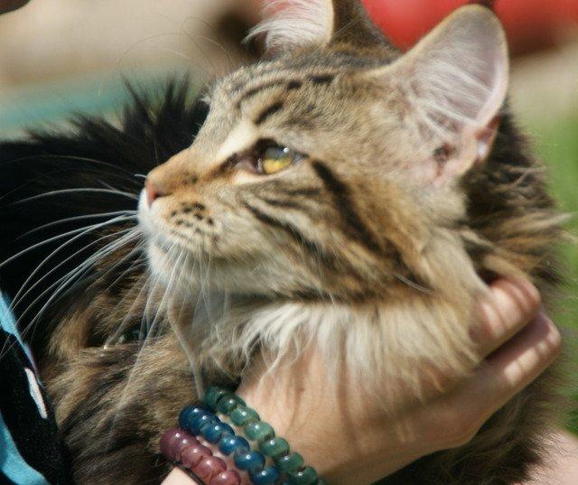 Maine Coon Lykkekatte Scooter billede 6