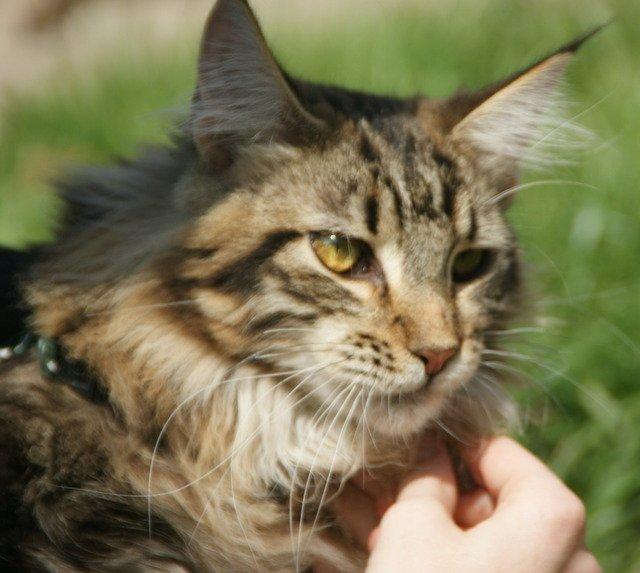 Maine Coon Lykkekatte Scooter billede 7