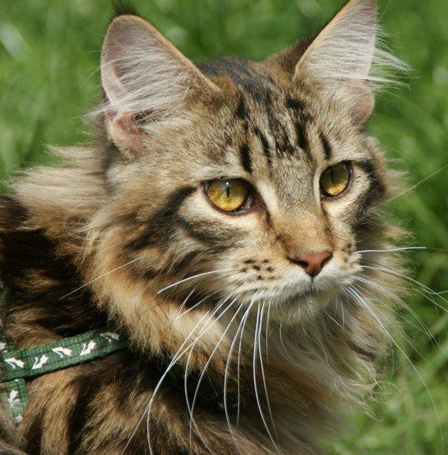 Maine Coon Lykkekatte Scooter billede 8