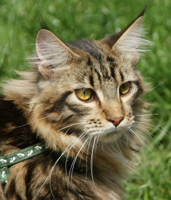 Maine Coon Lykkekatte Scooter billede 9