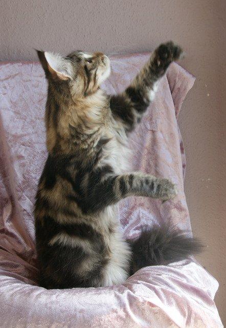 Maine Coon Lykkekatte Scooter billede 10