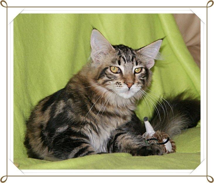 Maine Coon Lykkekatte Scooter billede 11