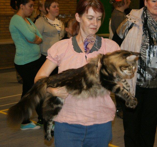 Maine Coon Lykkekatte Scooter billede 12