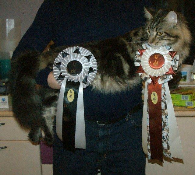 Maine Coon Lykkekatte Scooter billede 13