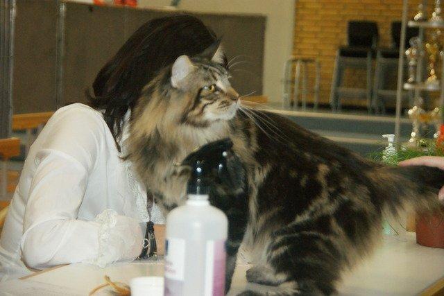 Maine Coon Lykkekatte Scooter billede 14