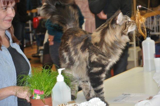 Maine Coon Lykkekatte Scooter billede 15