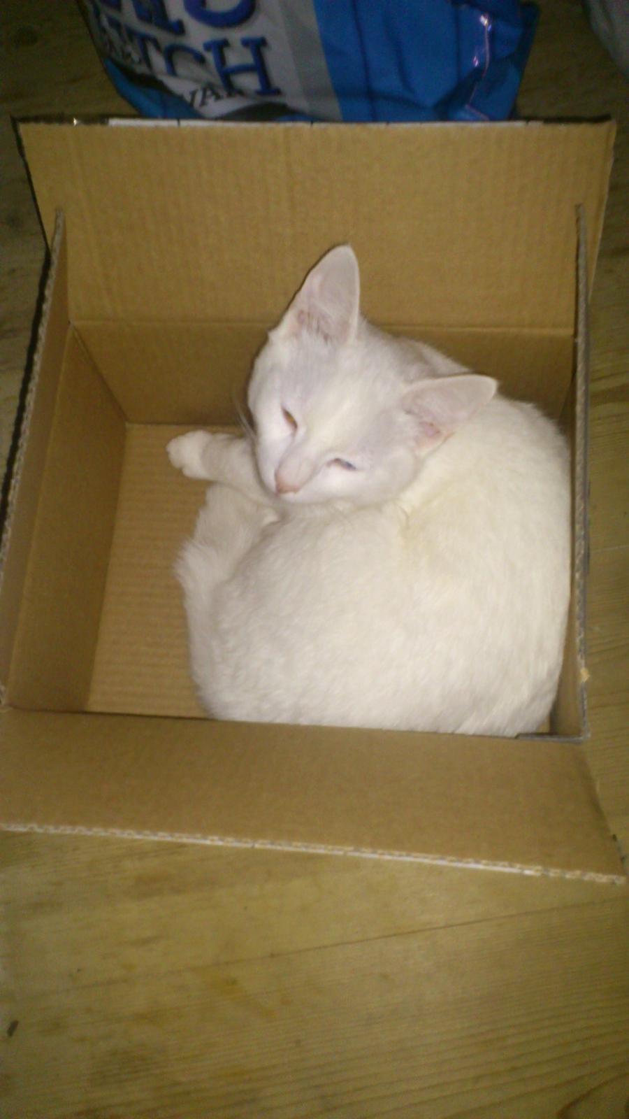 Huskat Kulak - cat in the box billede 16