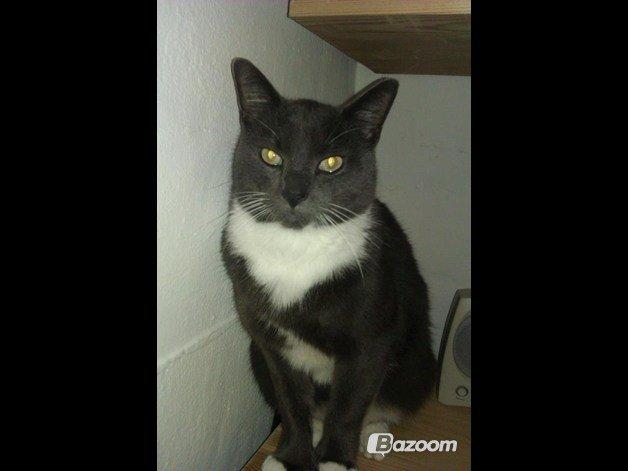 Huskat Dambakken's Freddy - Hej byd mig pænt velkommen. :D billede 1