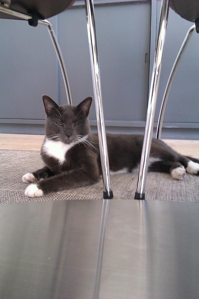 Huskat Dambakken's Freddy - Ligger på tæppet! billede 2