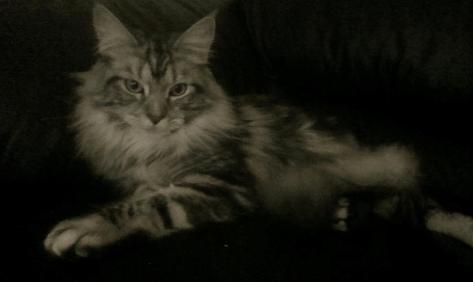 Maine Coon chili billede 2