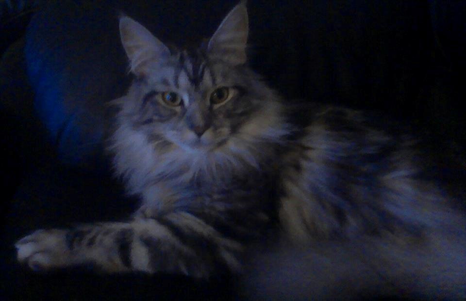 Maine Coon chili billede 3