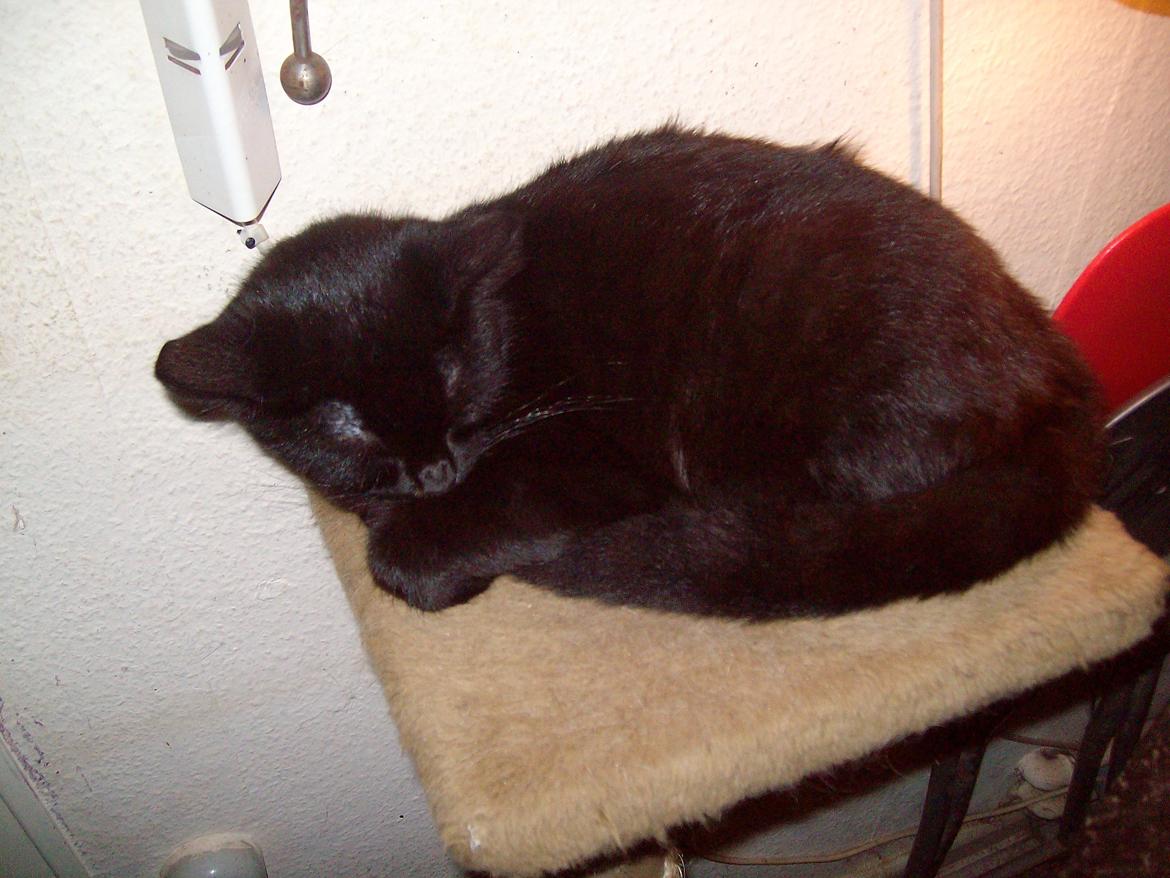 Huskat Blacki billede 12