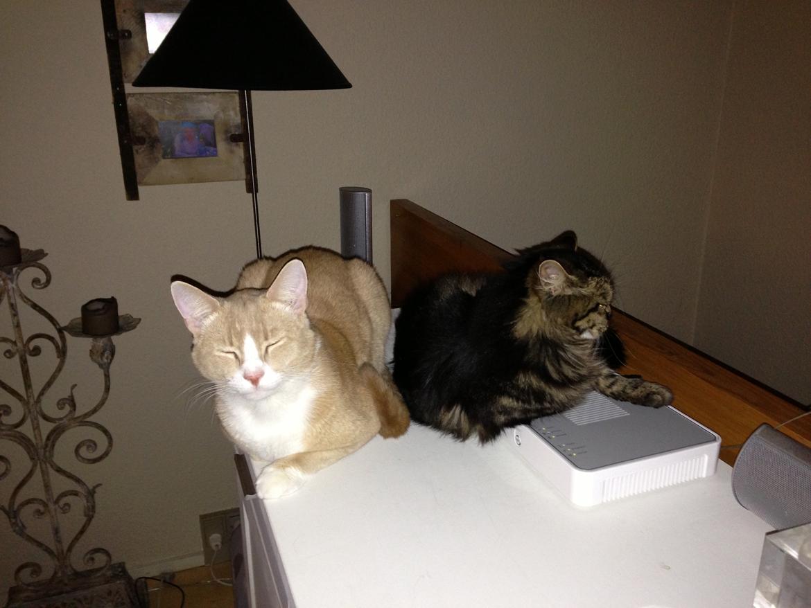 Norsk Skovkat Misser billede 16