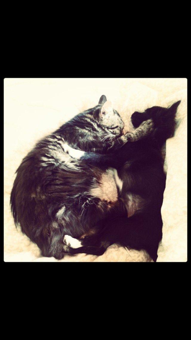 Norsk Skovkat Misser - Hvem siger hund og kat ikke kan sammen :-) ?  billede 17