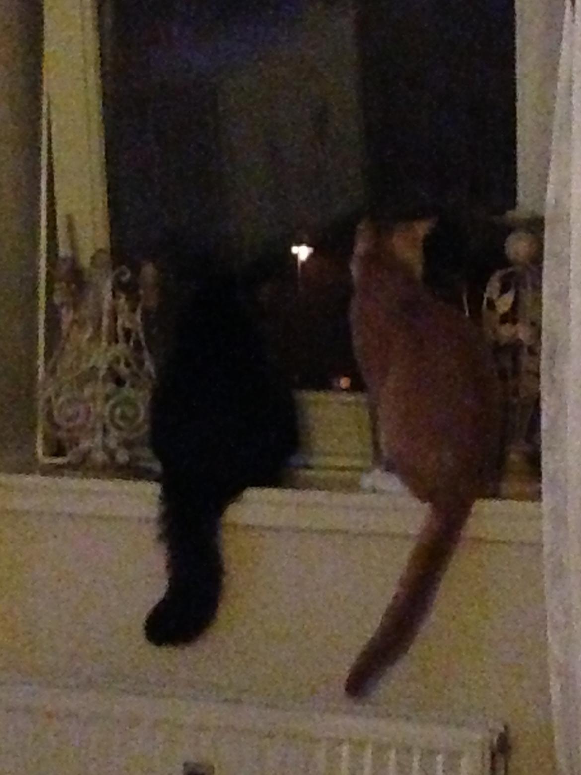 Norsk Skovkat Misser billede 18