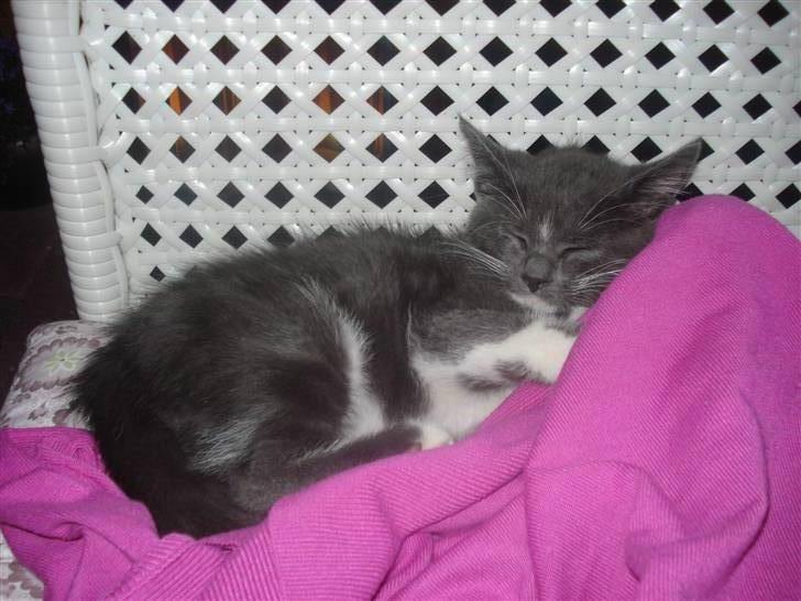 Blanding af racer Sir Bamelot billede 1