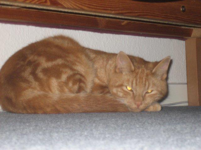 Huskat Frede - Frede billede 2