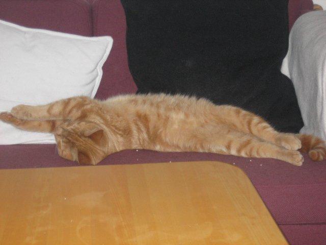 Huskat Frede billede 3