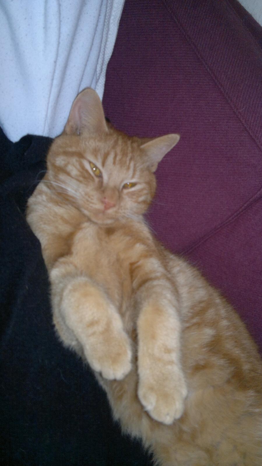 Huskat Frede - Frede er en rigtig putte mis billede 1