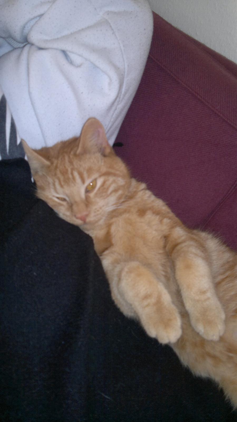 Huskat Frede billede 4