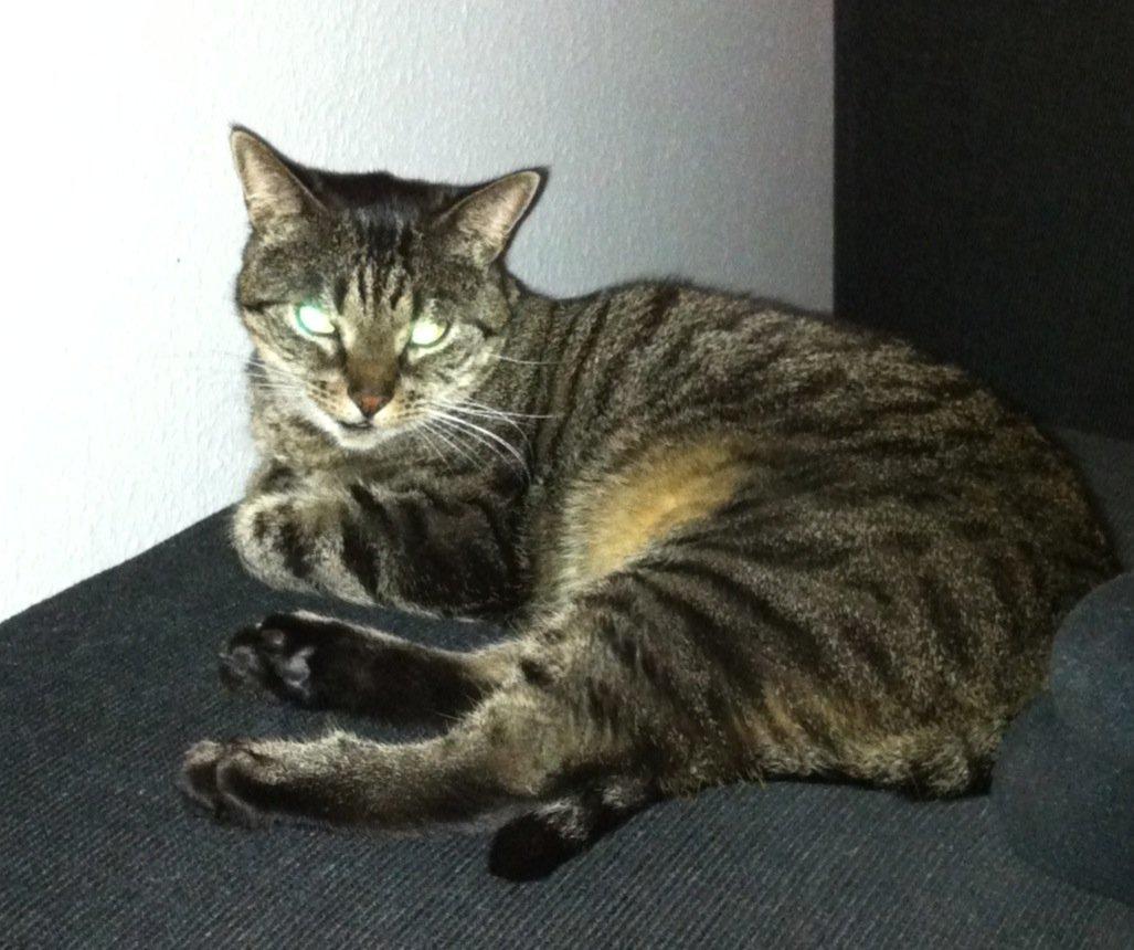 Huskat Sally " himmelkat" snøft billede 7