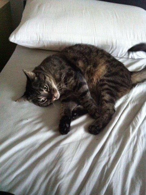 Huskat Sally " himmelkat" snøft billede 9